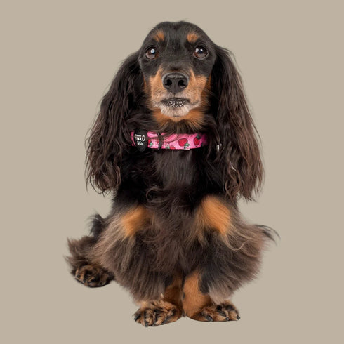 Pablo & Co. STRAWBERRIES Collar